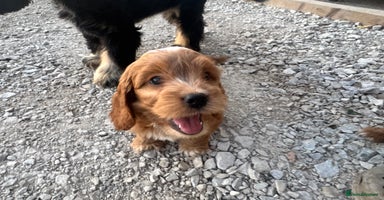 Cockapoo dogs - Advert 4