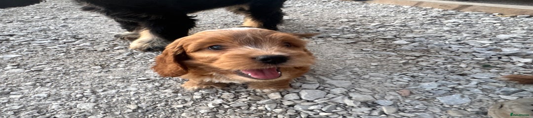 Cockapoo Puppy 2
