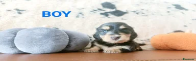 Miniature Dachshund 1