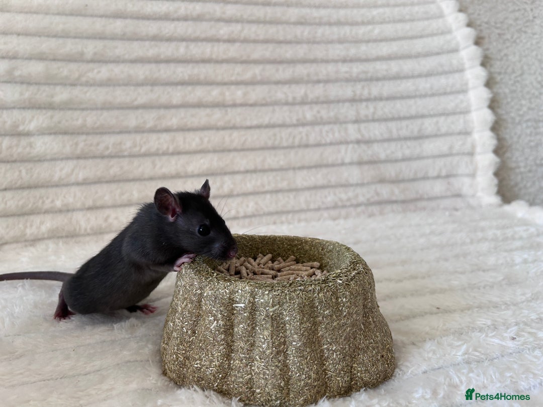 Rat rodents for sale: Baby girl rats - Advert 10