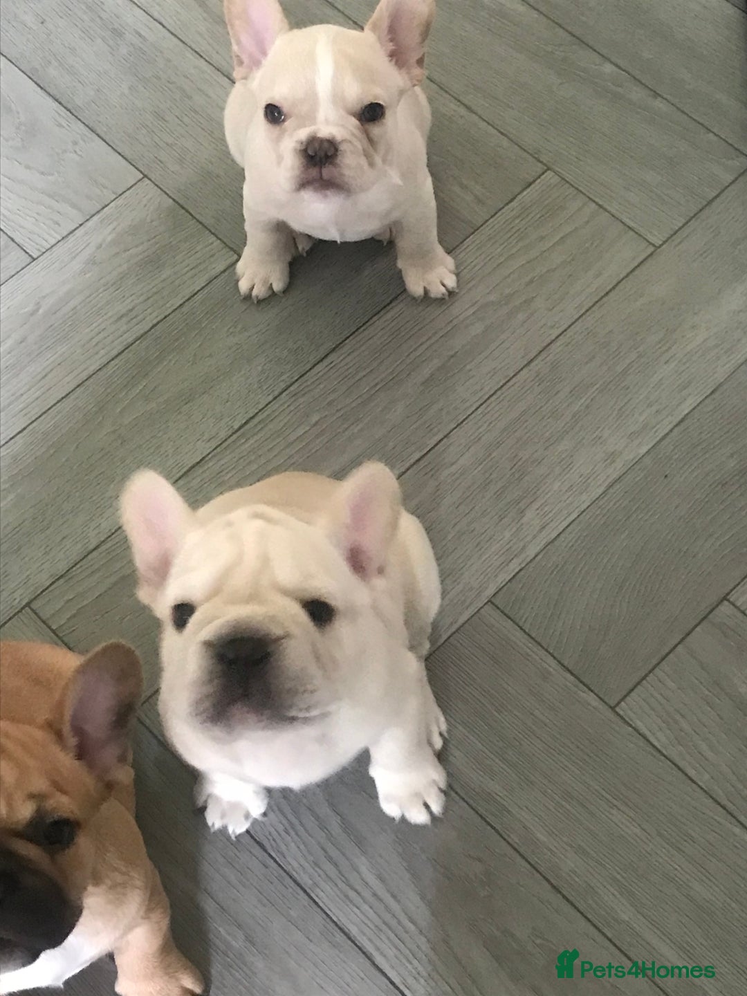 French Bulldog dogs for sale:  French bulldogs from £850 to £1700 in Liverpool - Image 27