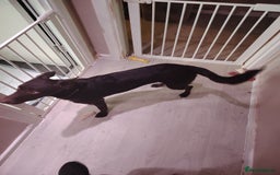 Mixed Breed dogs for sale: Rehome - Image 5