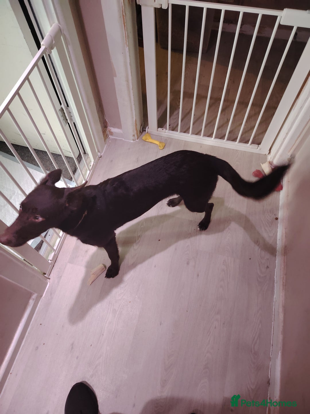 Mixed Breed dogs for sale: Rehome - Image 5