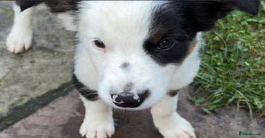 Border Collie dogs - Advert 3