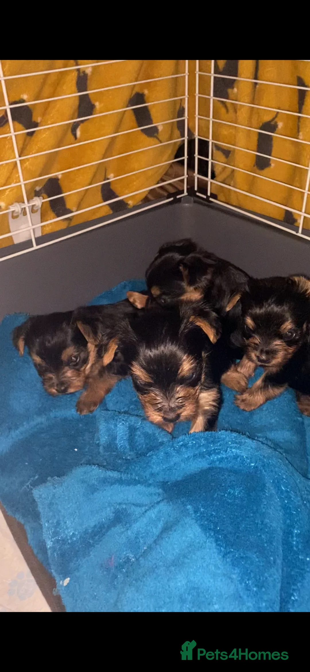 Yorkshire Terrier dogs for sale: 4 Stunning Minature Yorkshire terriers for sale  - Advert 6