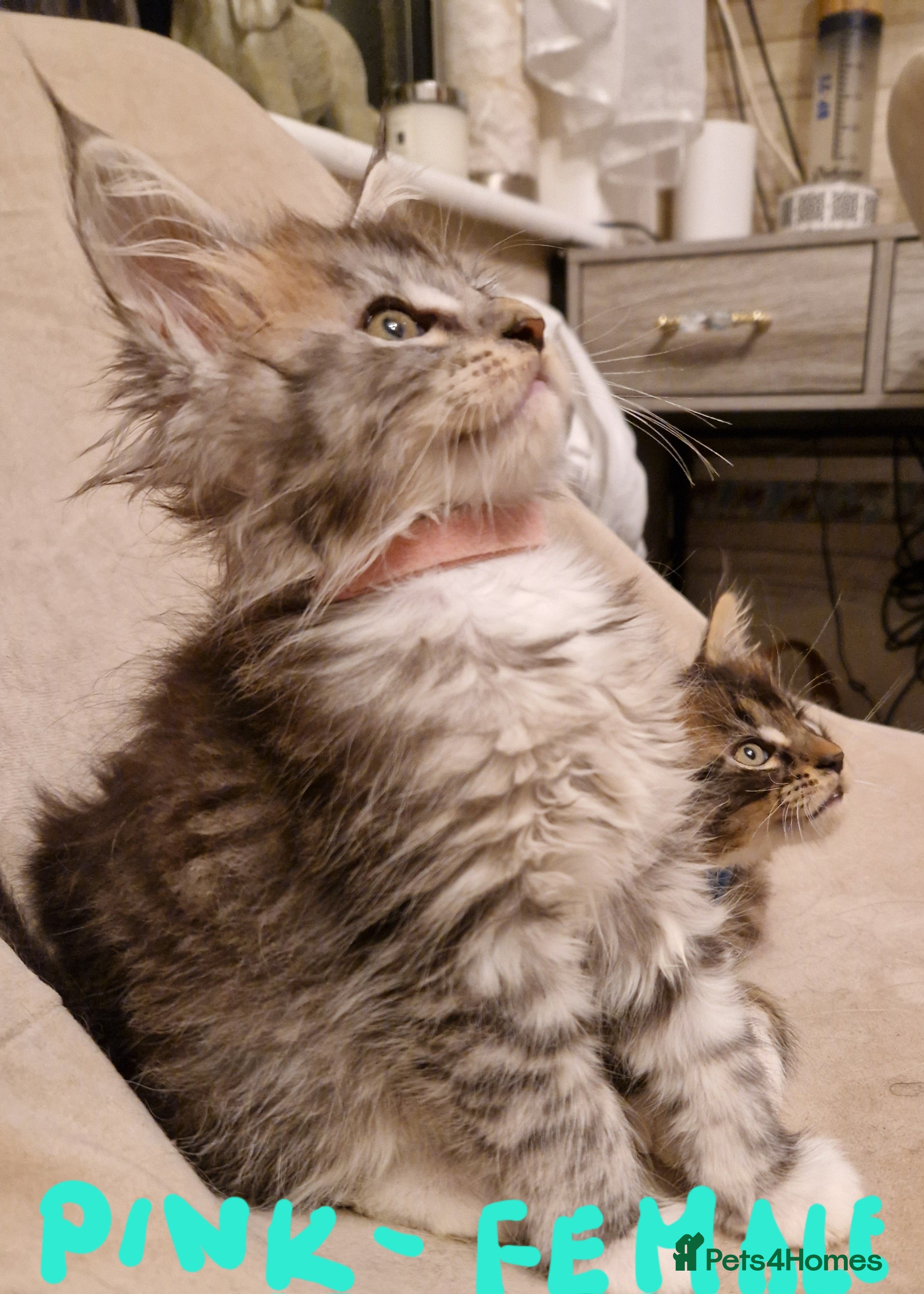 Maine Coon cats Sweet Maine Coon kittens - Advert 15