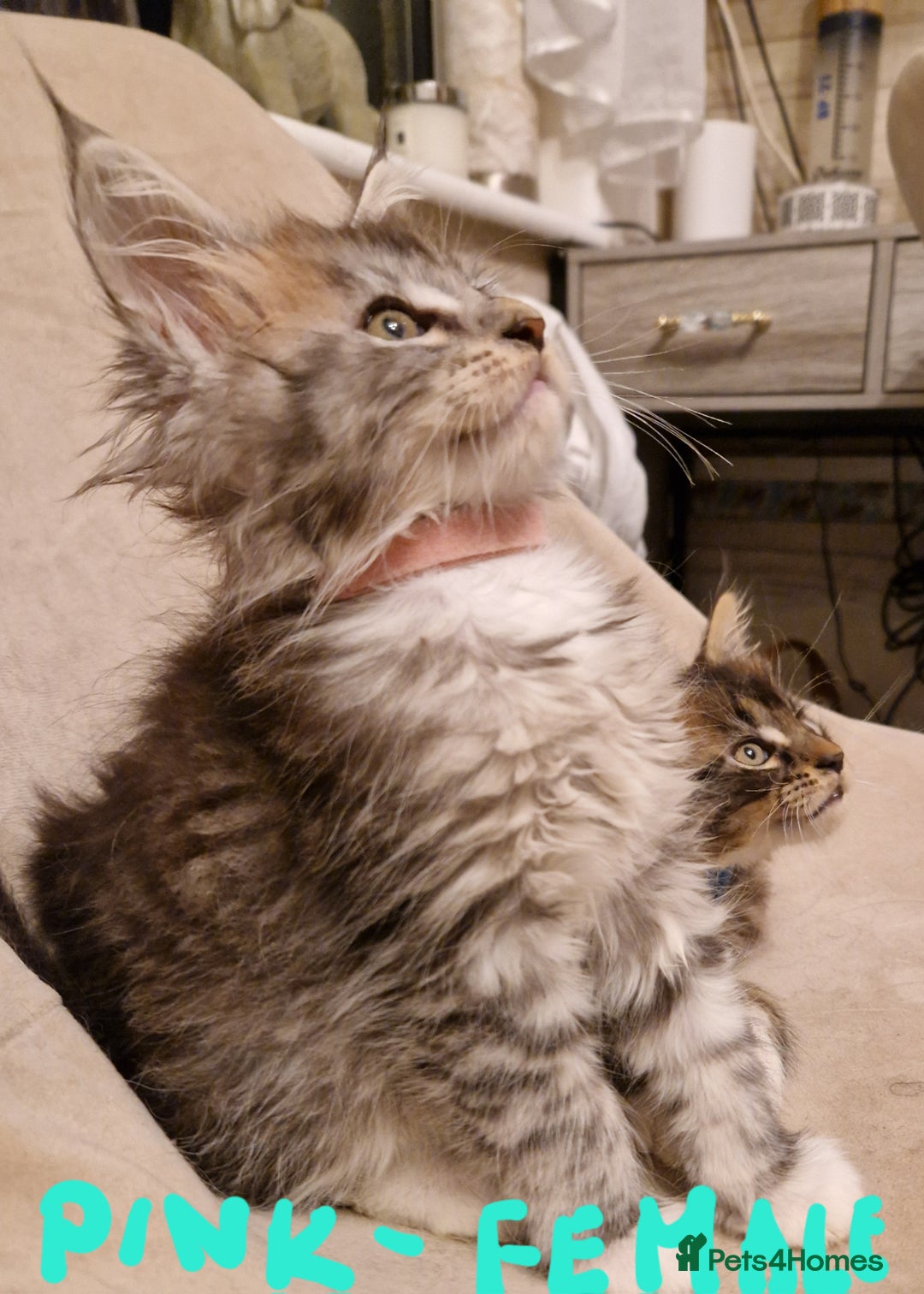 Maine Coon cats for sale: Sweet Maine Coon kittens - Advert 2