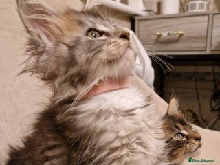 Maine Coon cats Sweet Maine Coon kittens - Advert 15