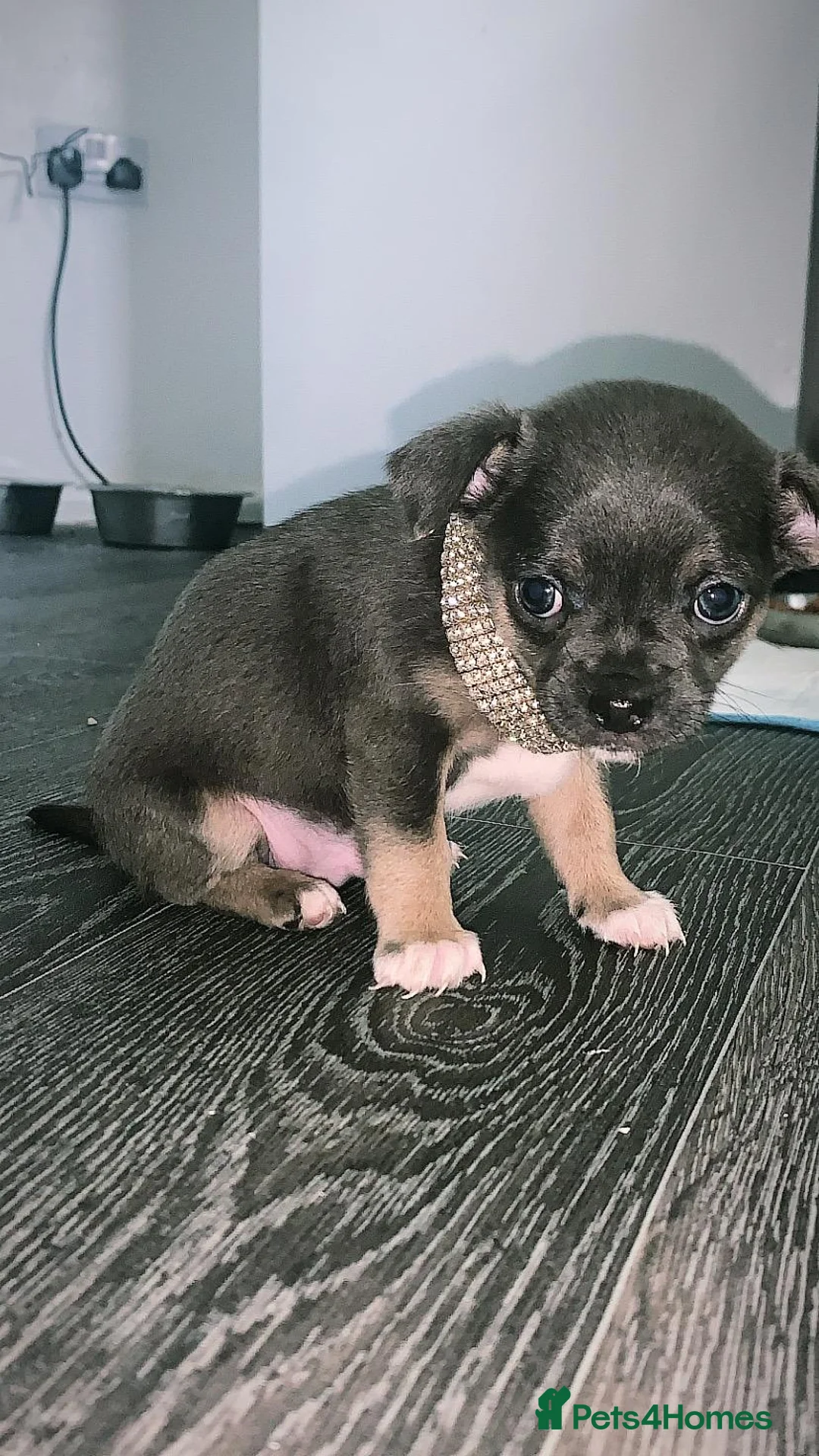 Chihuahua dogs for stud: Chihuahua for stud in Brighton - Advert 3