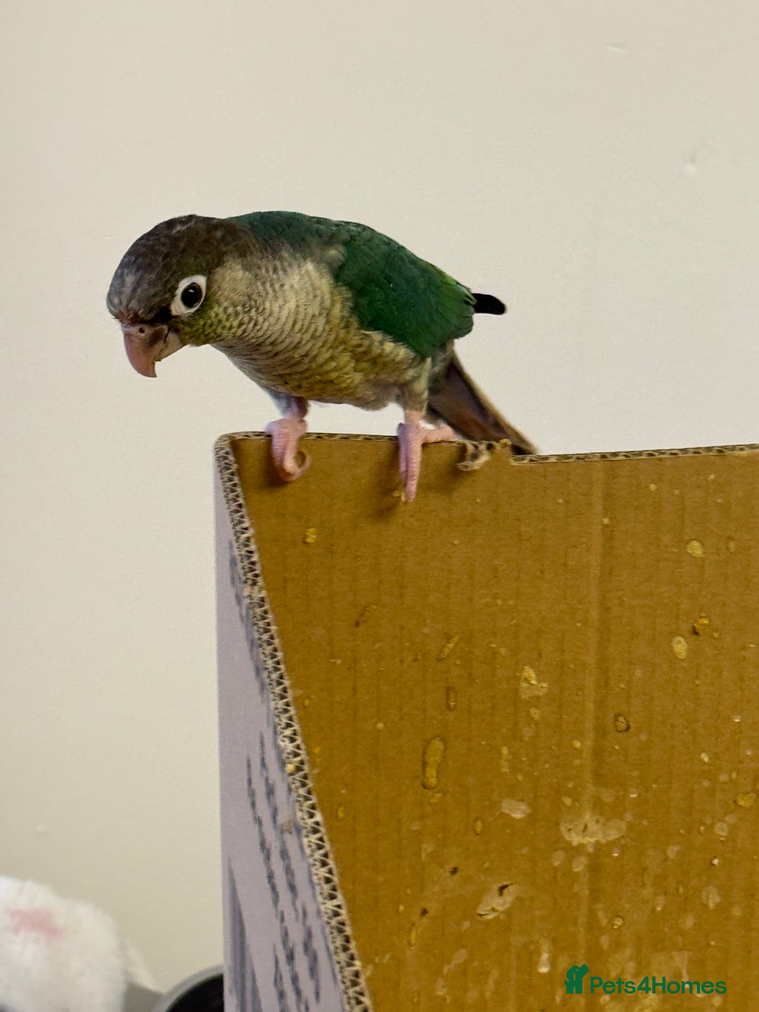 Lorikeets birds for sale: Hand fed baby conures for sale rare breed - Image 6