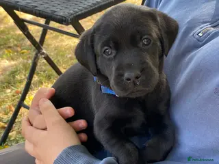 Labrador Retriever dogs Gorgeous Labrador puppies - Advert 1
