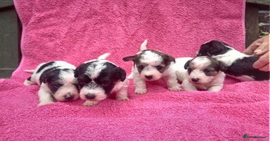 Mixed Breed dogs - Advert 6