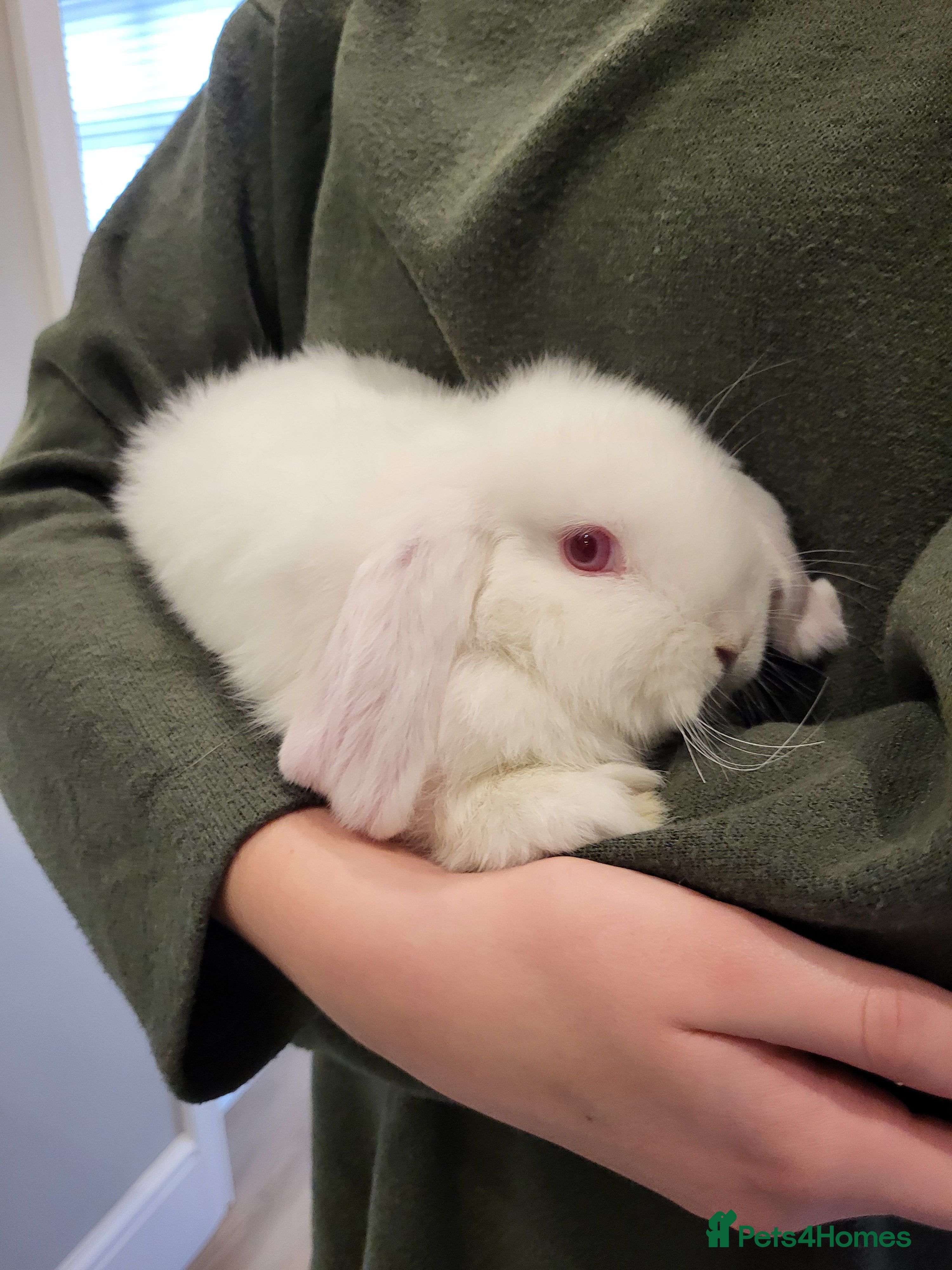 Mini Lop rabbits Mini Lop Bunnies *1 remaining*Ready to Leave - Advert 14