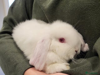 Mini Lop rabbits Mini Lop Bunnies *1 remaining*Ready to Leave - Advert 14