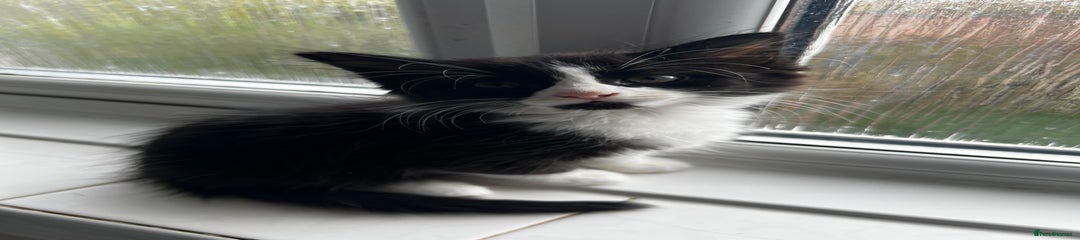 Mixed Breed Kitten 2