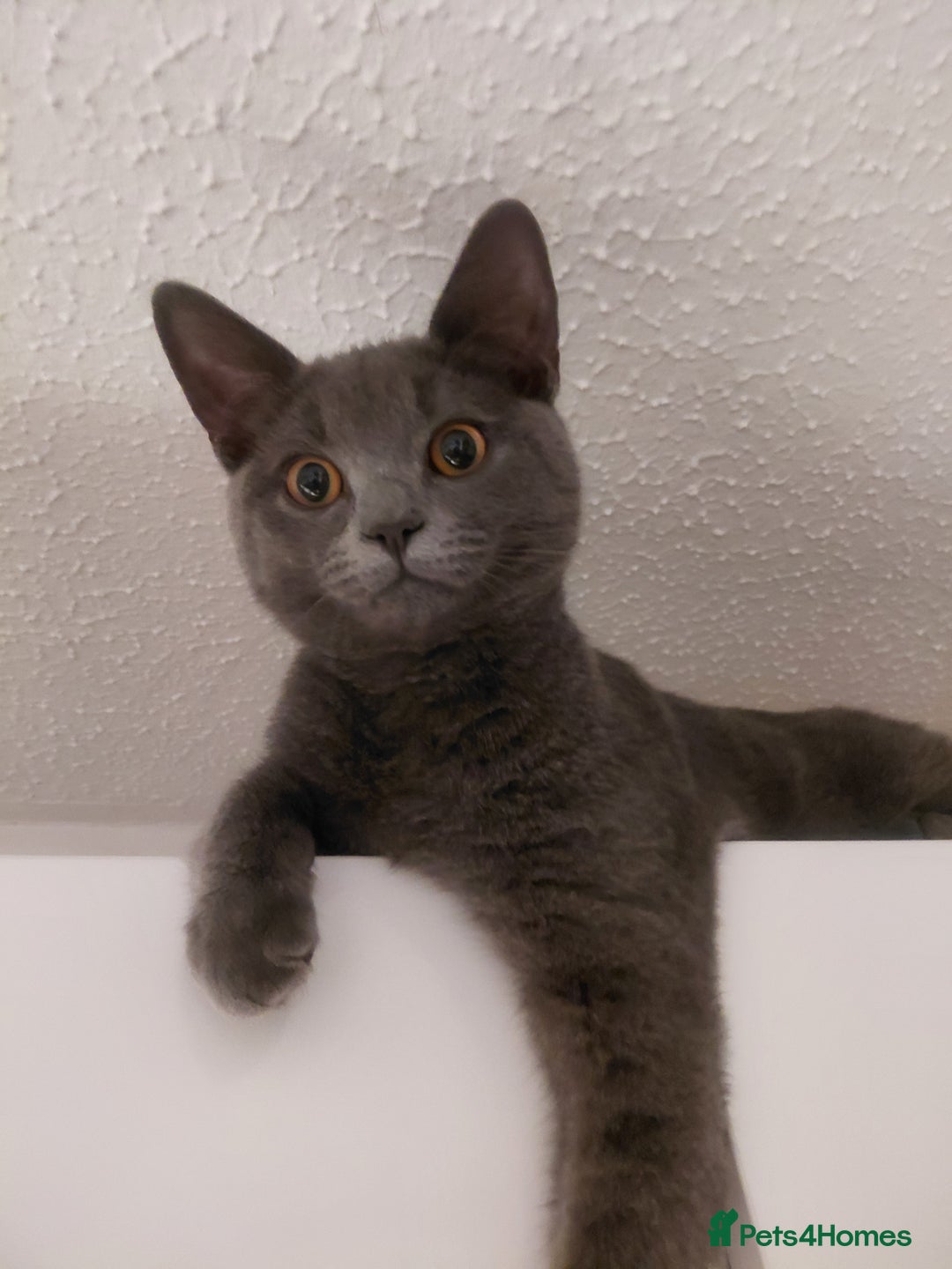 British Shorthair cats for sale: British Shorthair cross - Advert 7