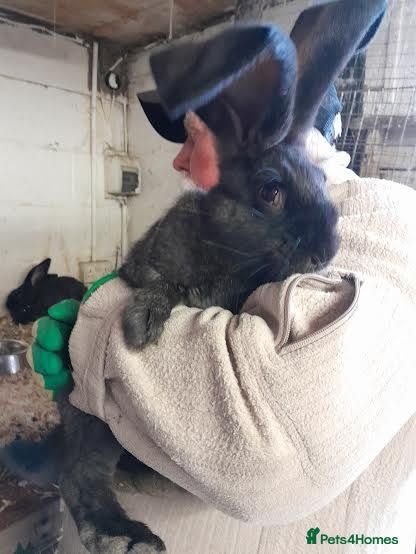 Continental Giant rabbits continental giant rabbits for sale ready go  now - Advert 1
