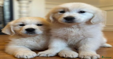 Golden Retriever dogs - Advert 9