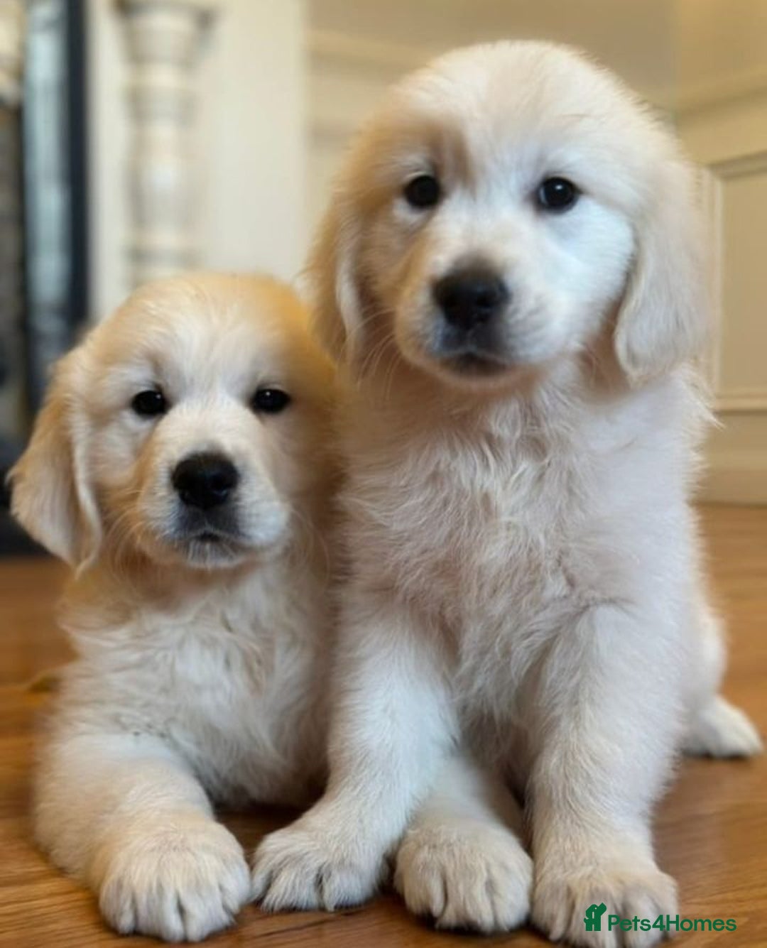Golden Retriever dogs for sale: ABSOLUTELY GORGEOUS LITTER  - Image 2