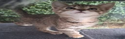 Mixed Breed cats for sale: Stunning Toyger striped tabbies 😻 - Advert 24