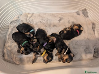 Yorkshire Terrier dogs Pedigree Yorkshire Terrier pups for sale - Advert 4