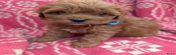 Cockapoo dogs for sale: ♥️ Gorgeous Deep Red F1b Miniature Cockapoo pups♥️ - Advert 20