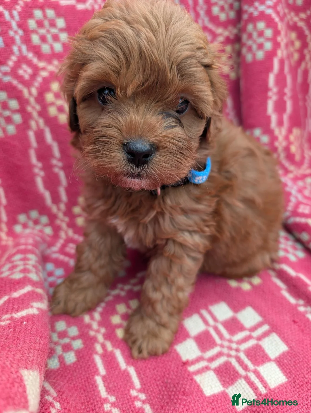 Cockapoo dogs for sale: ♥️ Gorgeous Deep Red F1b Miniature Cockapoo pups♥️ - Advert 20