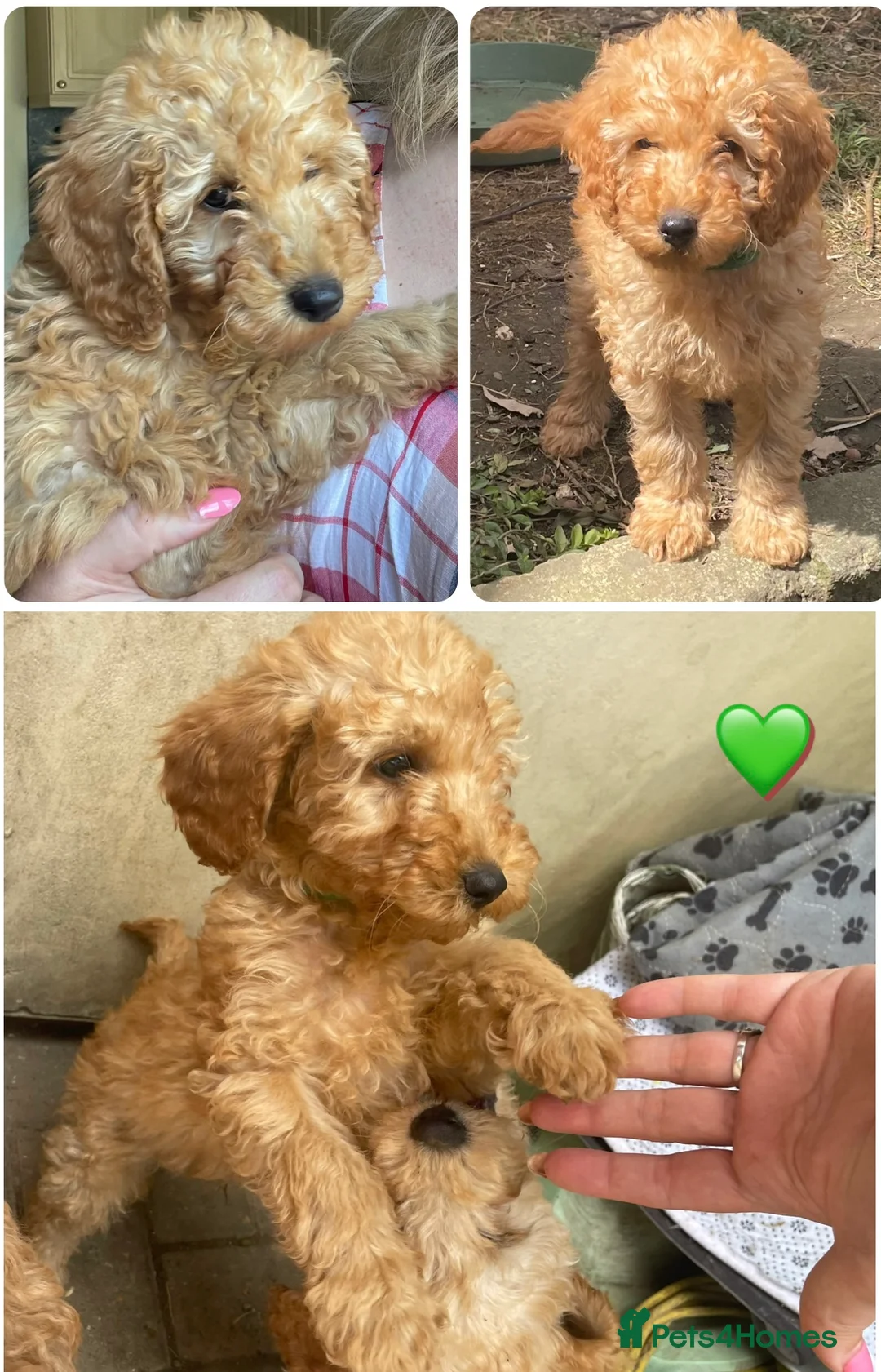 Miniature Poodle dogs for sale: High-Standard Miniature Poodle Boys–Ready to LEAVE - Advert 2
