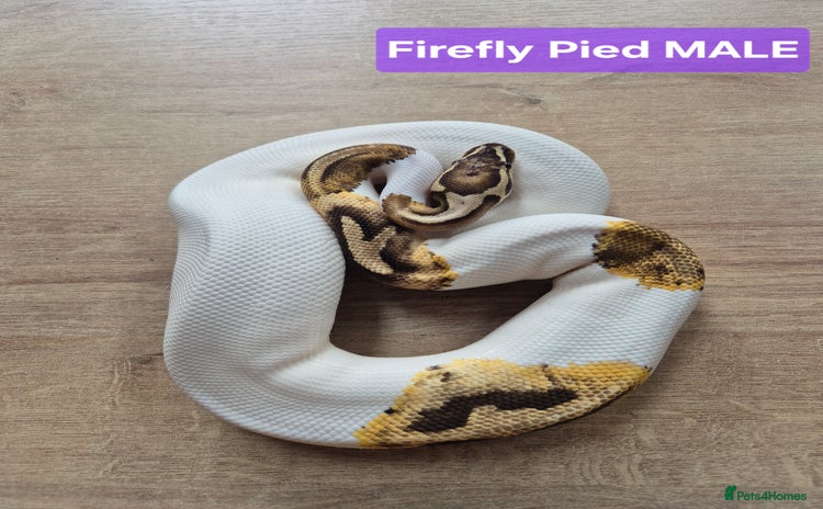 Python Snake reptiles - Advert 1