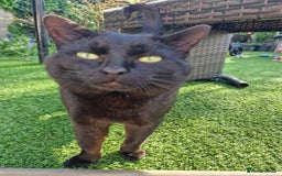 Mixed Breed cats for sale: Beautiful boy looking for his forever home - Image 3