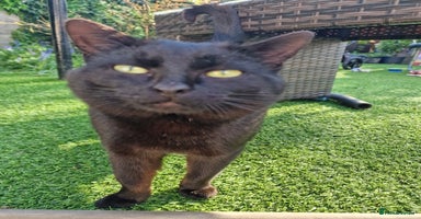 Mixed Breed cats - Advert 15