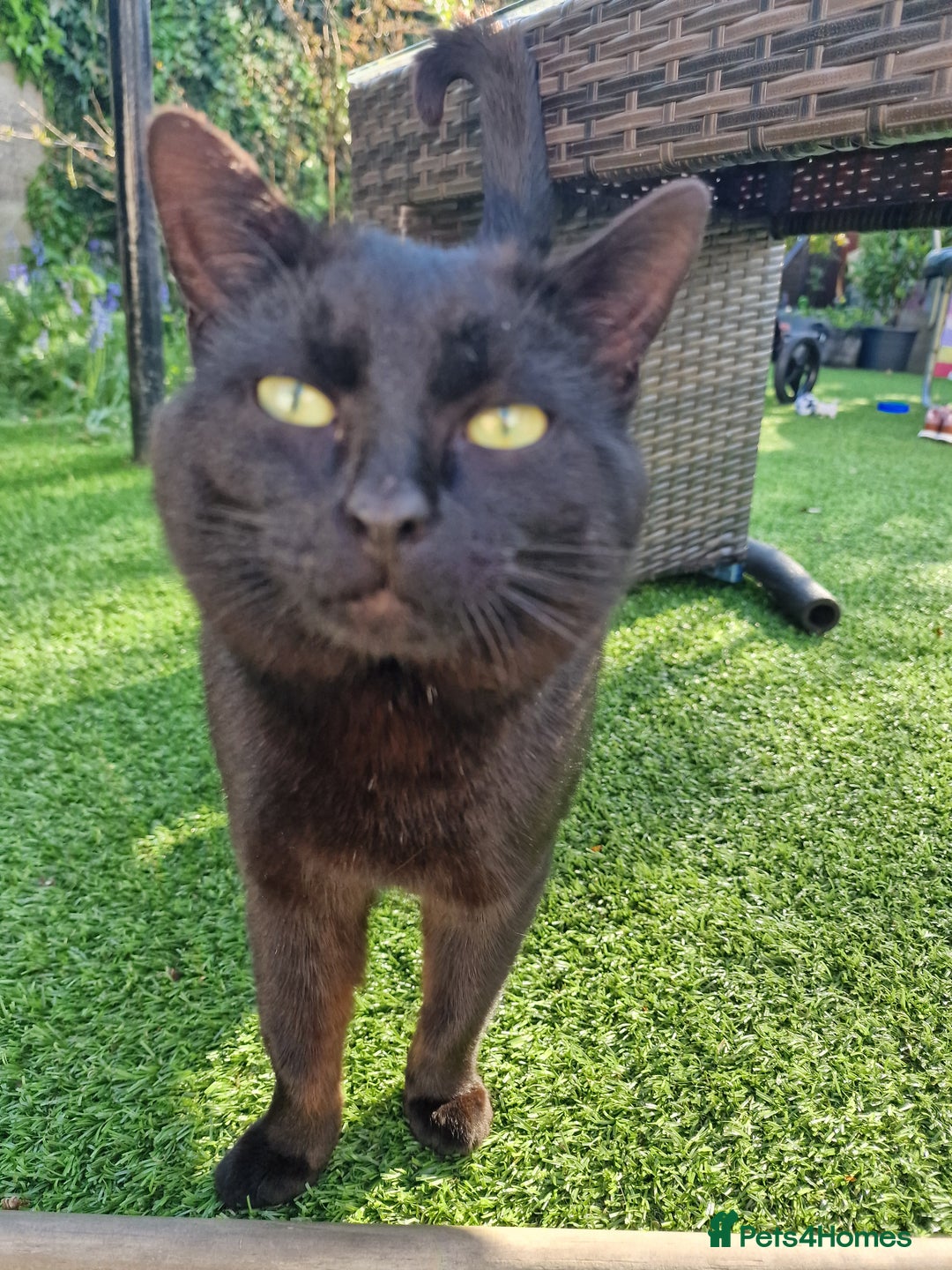 Mixed Breed cats for sale: Beautiful boy looking for his forever home - Image 3
