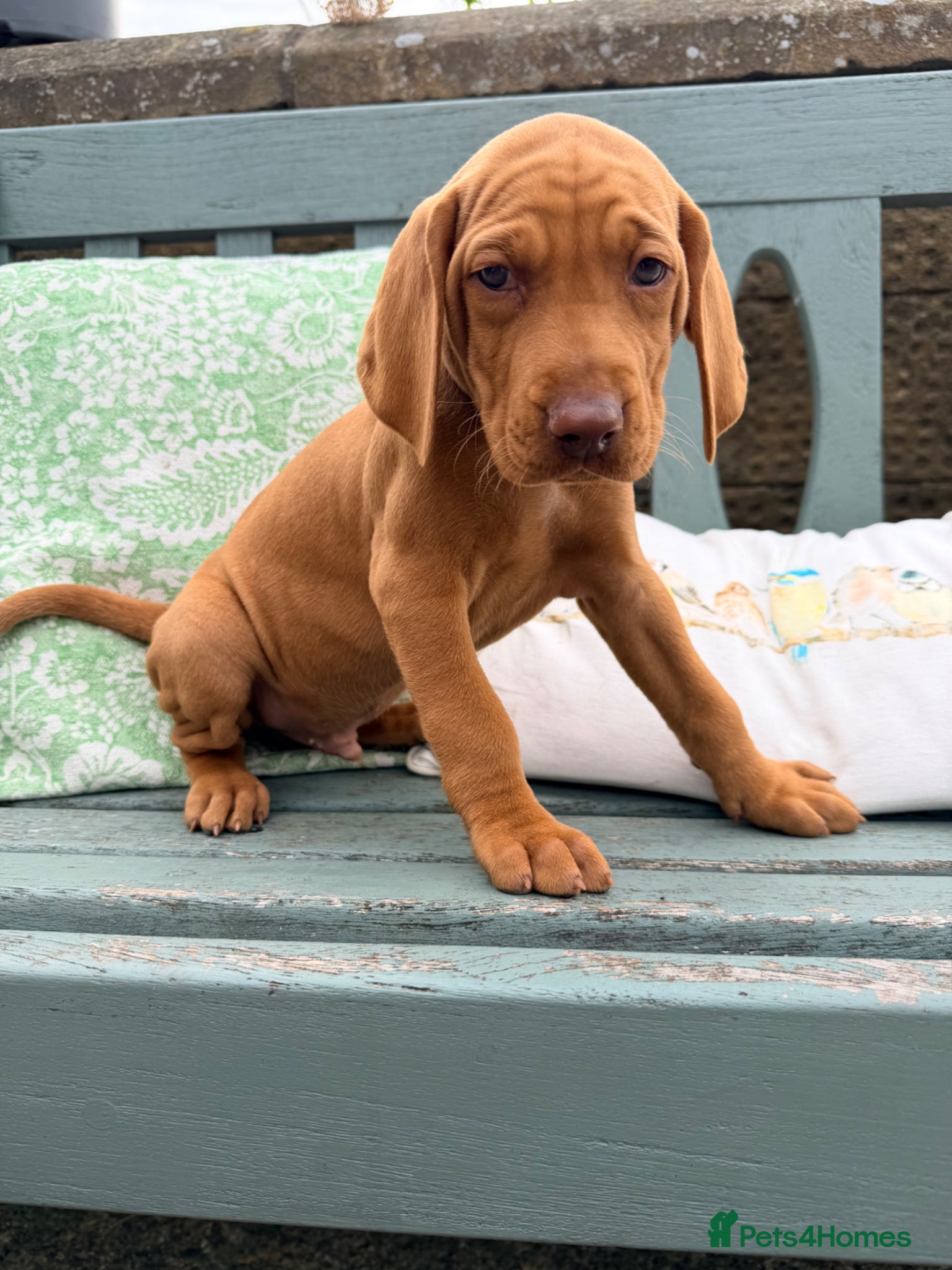 Hungarian Vizsla dogs !!REDUCED!! Beautiful KC Registered Vizsla Pups - Advert 2