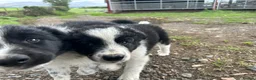 Border Collie dogs for sale: 2 border collie Pups- Ready to go now! - Advert 26