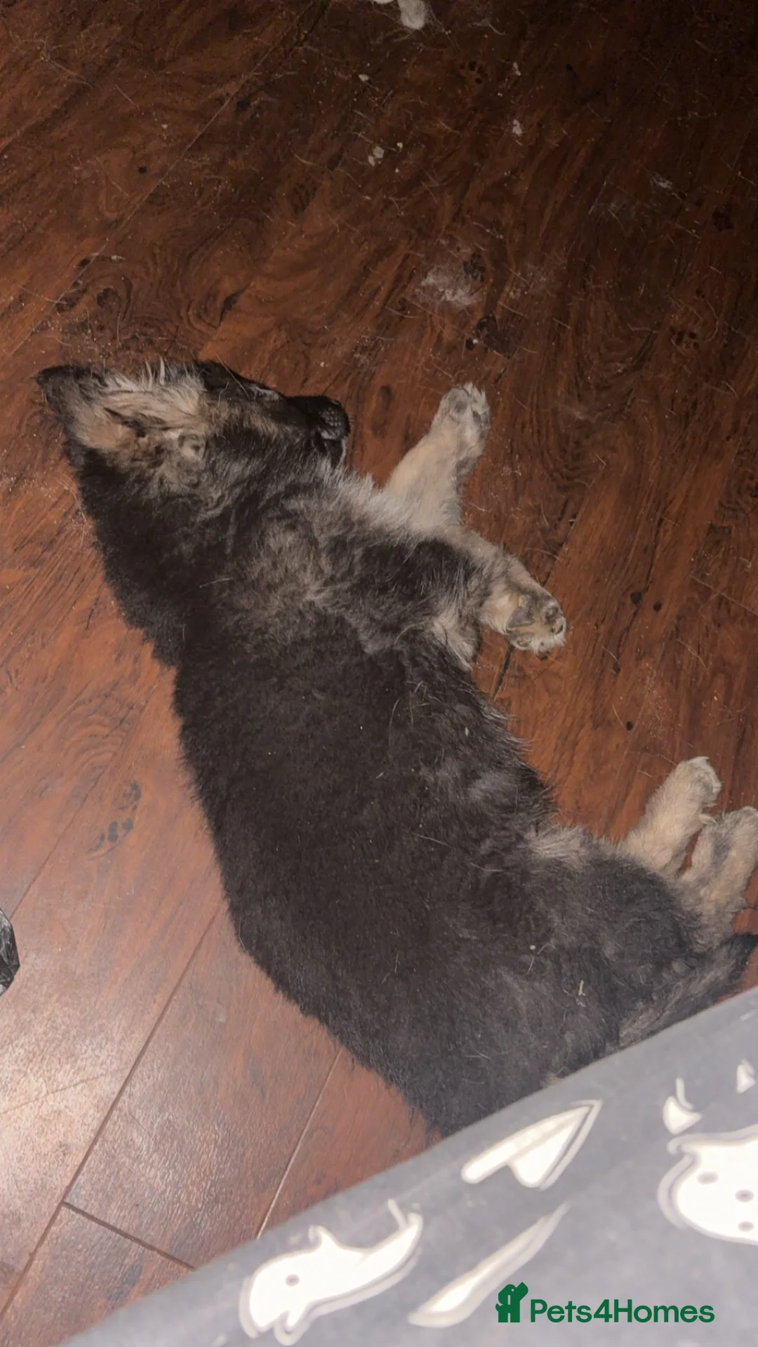 German Shepherd dogs for sale: German Shepherd puppy for sale! - Advert 1