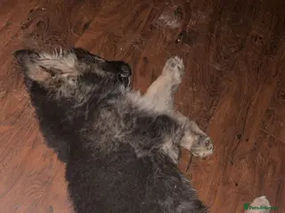 German Shepherd dogs German Shepherd puppy for sale! - Advert 1