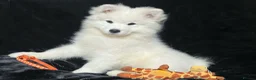 Samoyed dogs for sale: Beautiful Samoyed Puppies from Champion Father - Advert 17