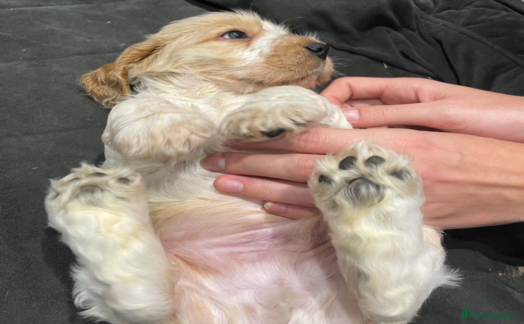 Cocker Spaniel dogs - Advert 2