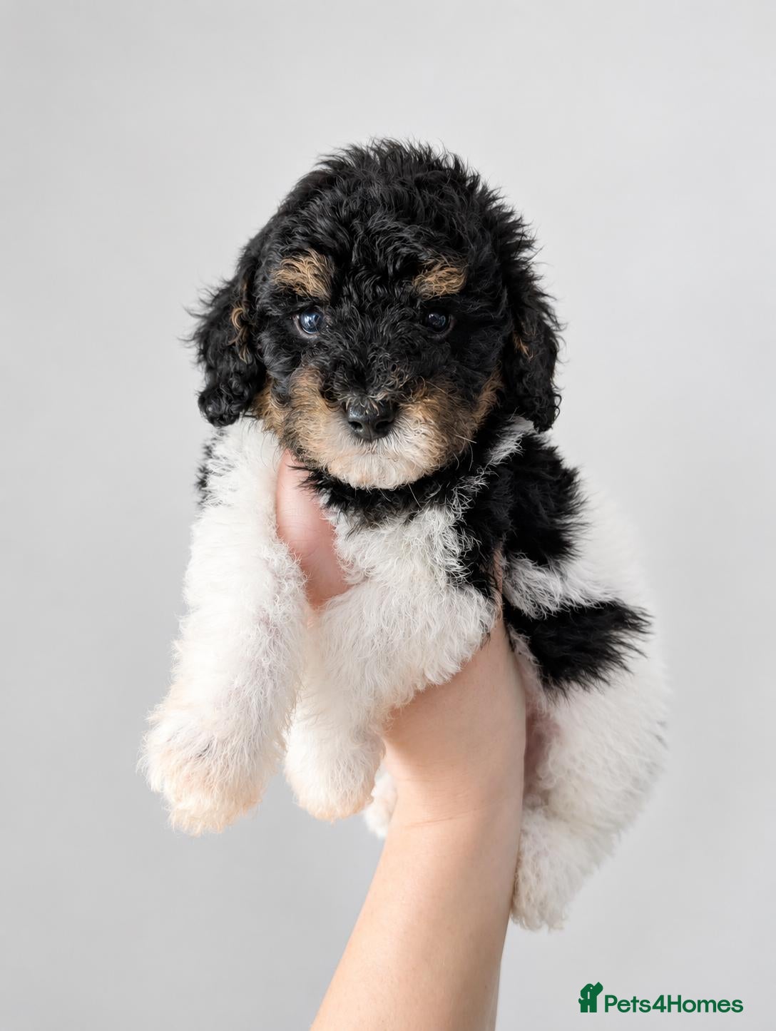 Toy Poodle dogs Tri Parti Toy poodles, 1 baby boy available! - Advert 12