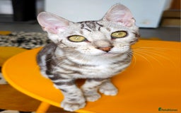 Bengal cats for sale: Exceptional Bengal kittens Available  - Image 20