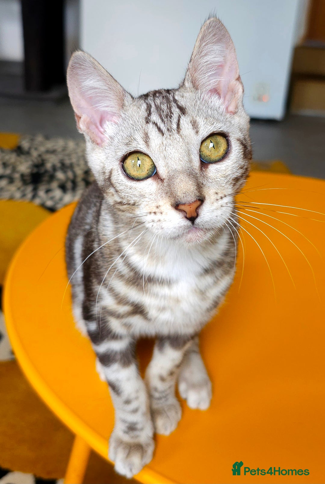Bengal cats for sale: Exceptional Bengal kittens Available  - Image 20