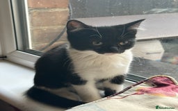 British Longhair cats for sale: British Longhair cross Bengal - Image 6