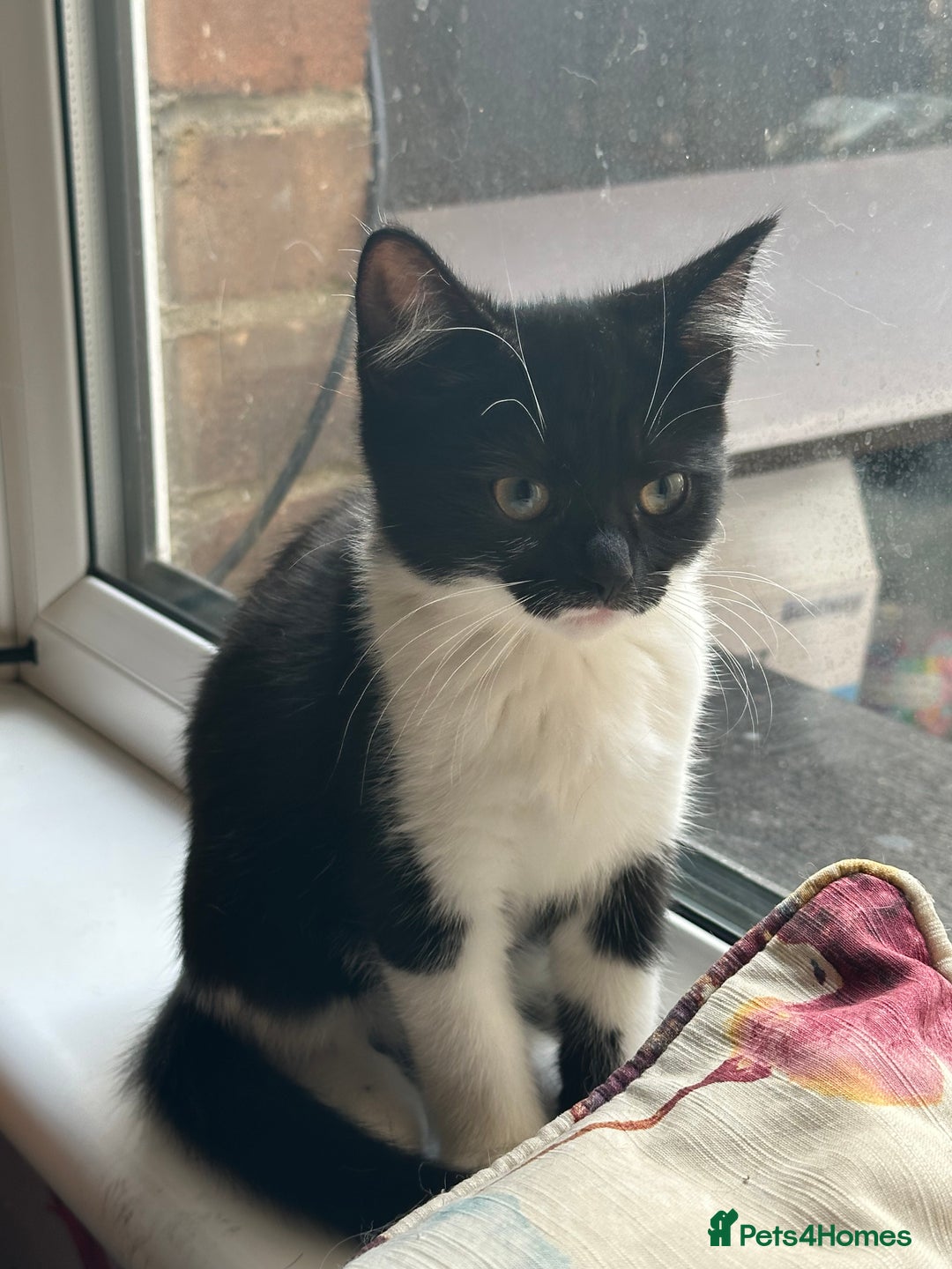 British Longhair cats for sale: British Longhair cross Bengal - Image 6