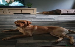 Labrador Retriever dogs for sale: Amazing Labrador retriever  - Image 1