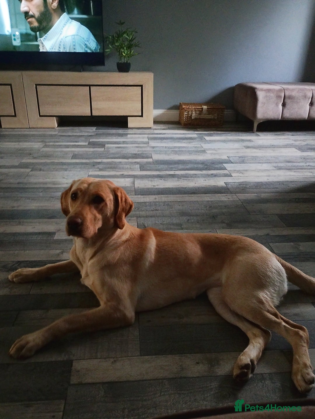 Labrador Retriever dogs for sale: Amazing Labrador retriever  - Image 1