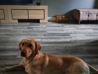 Labrador Retriever dogs Amazing Labrador retriever - Advert 6