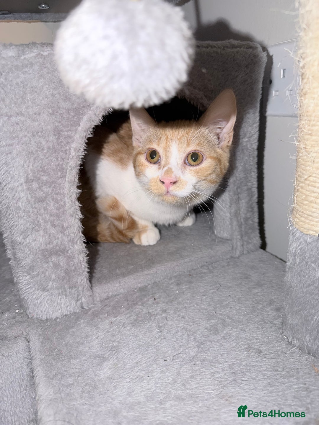 Mixed Breed cats for sale: 5 month old male kitten  - Advert 1