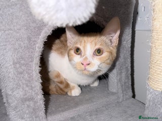 Mixed Breed cats 5 month old male kitten - Advert 1