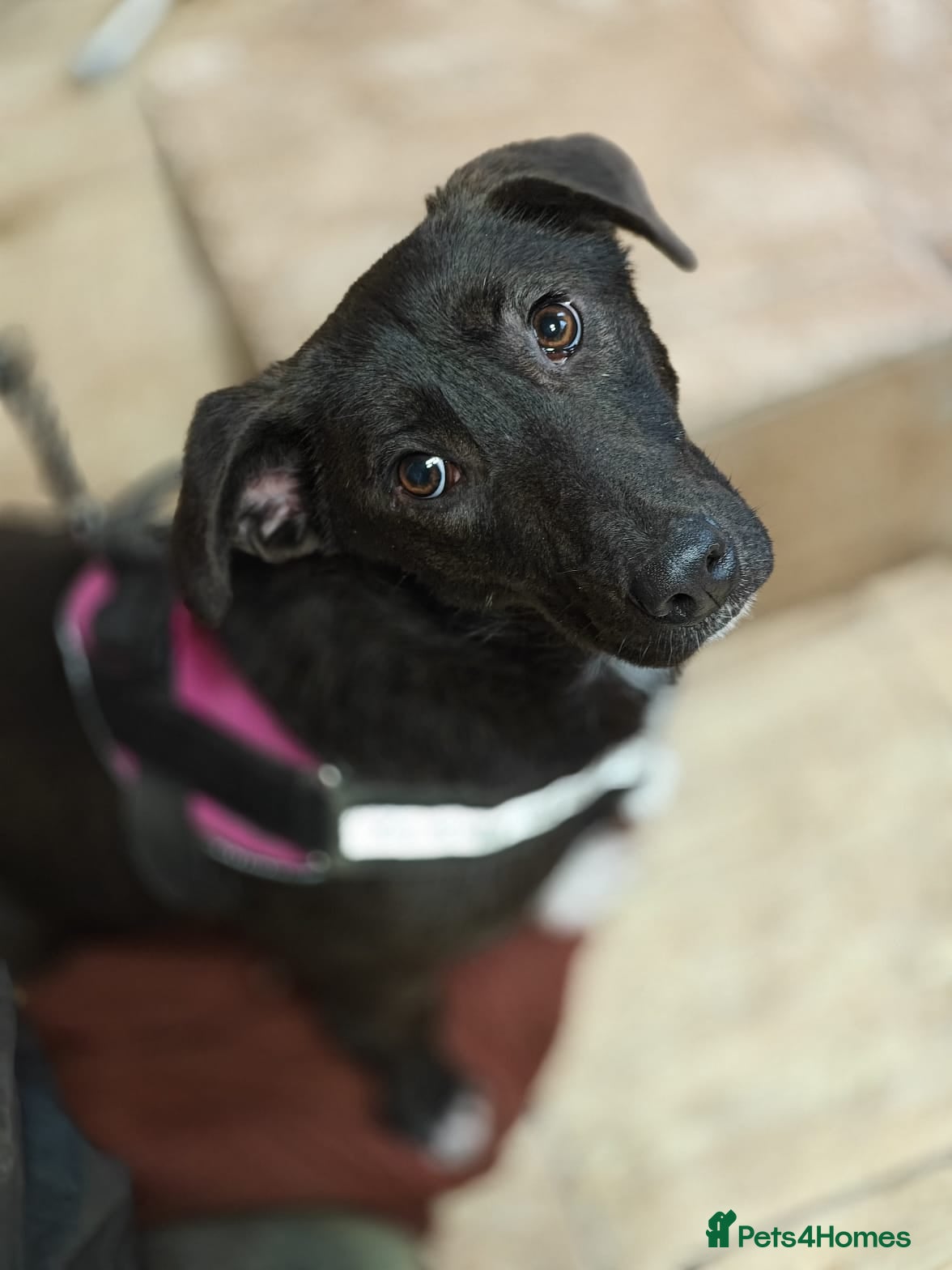 Mixed Breed dogs ❤️🐶 FISTASHKA – SHE WAITS QUIETLY… - Advert 5