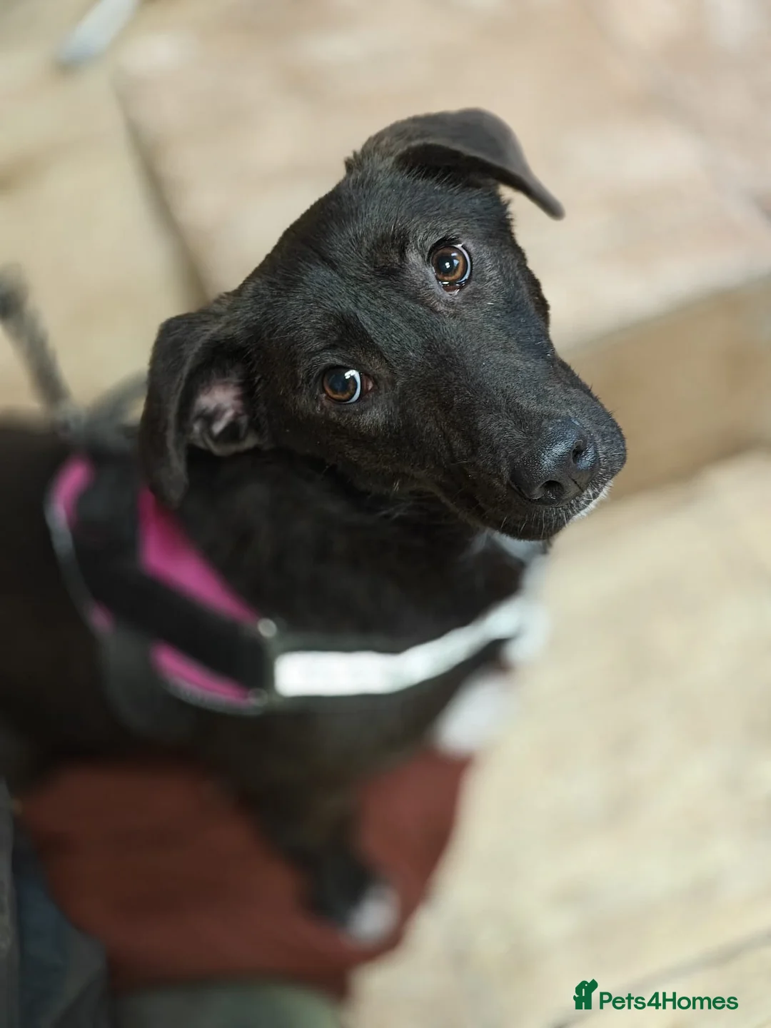 Mixed Breed dogs for adoption: ❤️🐶 FISTASHKA – SHE WAITS QUIETLY… in Burton-on-Trent - Advert 15